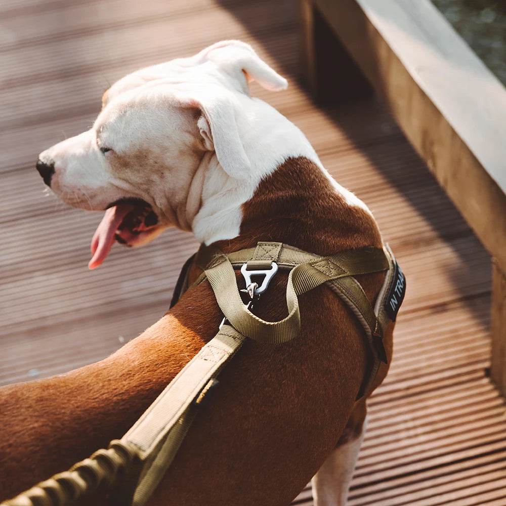 Pet Chest Strap Vest in Olive Green for Secure Dog Walking
