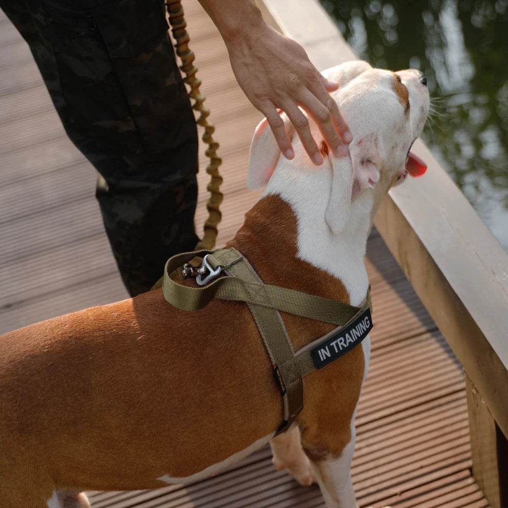 Military-Outdoors pet chest strap vest in olive green for training dogs
