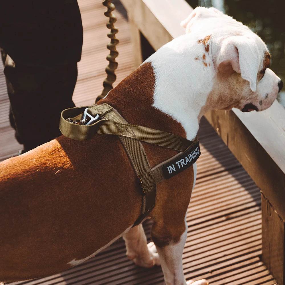 Military-Outdoors pet chest strap vest in olive for training dogs